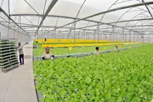 Hydroponic vegetable cultivation area using Israeli technology at VinEco Tam Dao Farm. (Photo: TRAN AN)