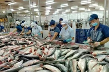 Processing pangasius fish for export. (Photo: sggp.org.vn)