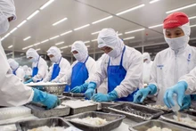 Frozen shrimp processing for export at Duyen Hai Economic Development Company (COFIDEC), Ho Chi Minh City. (Photo: CTV)