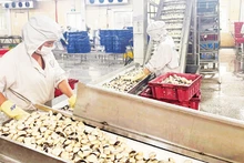 Viet Truong Company (Hai Phong) has gradually recovered, and the factory’s operations have now returned to nearly 100%.