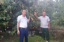 Vu Hong Ngan (right) at his family’s egg-shaped lychee orchard
