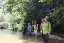 Forest rangers and local residents in the Khe Co Stream area, Subzone 730, are engaged in the conservation and protection of aquatic resources. (Photo: VNA)