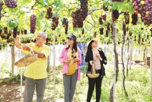 Tourists flock to southern Khanh Hoa vineyards for grape harvests