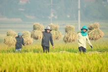 Farmers harvesting rice in Dien Bien Province 