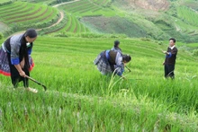 Lu A Do (R) instructs locals to cultivate rice on terraced fields.