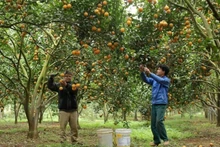 Farmers in Hoa Binh Province harvest oranges. (Photo: AN THANH DAT)