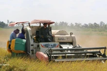Farmers in Ca Mau province use combine harvesters to harvest rice. (Photo: VNA)