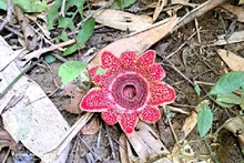 The Himalayan sapria found in the Phong Nha – Ke Bang National Park (Photo published by VNA)