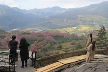 Tourists check in at the cherry apricot blossom garden in the O Quy Ho Pass area, Sa Pa. (Photo:VNA)