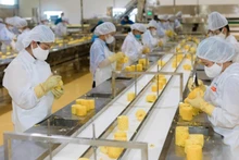Processing pineapples for export at the DOVECO Fruit and Vegetable Processing Centre, Son La Province. (Photo: MINH ANH)