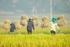 Farmers harvesting rice in Dien Bien Province 