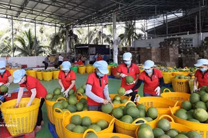 Workers sort green pomelos for export at the Vina T&T Group factory in Vinh Long province. (Photo: VNA)