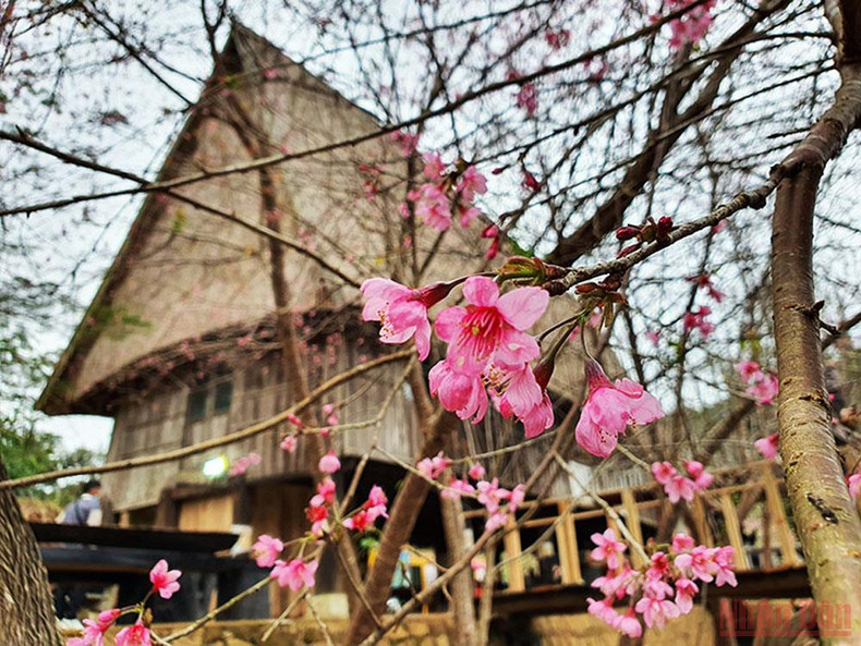 Brilliance of cherry blossom season in Kon Plong ảnh 7