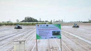 To date, nearly 400,000 hectares in the Mekong Delta have registered to implement sustainable rice cultivation processes (Photo: VNA)