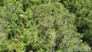 The Spring Ecotourism Area seen from above, with a large and pristine green space.