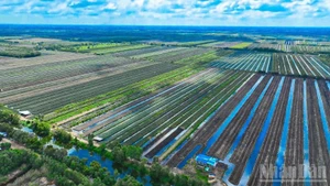 Pineapple raw material area in Dong Thap Muoi (Dong Thap province).