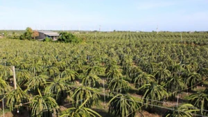 Many gardeners in Binh Thuan province use LED lights to grow dragon fruit.