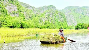 On Tam Coc fields, there are boats taking tourists for sightseeing, and the boats carry the joy of a golden harvest season.