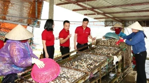 The Loan Hoan Cooperative for aquaculture, purchasing, and exporting seafood (Loc Ha, Ha Tinh) has had the opportunity to expand its production scale thanks to a loan from Agribank. 