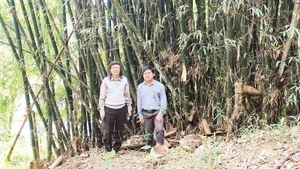 Officials from the Viet Nam Academy of Science and Technology on a research trip to study bamboo species in the Central Highlands. (Photo: DUY MINH)