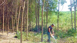 Thinning trees to create large timber forests according to FSC standards in Le Thuy, Quang Tri.