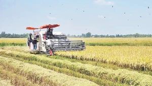 Farmers in An Giang Province harvest rice grown under the model of the 1 million hectare low-emission rice project. (Photo: Quoc Trinh)