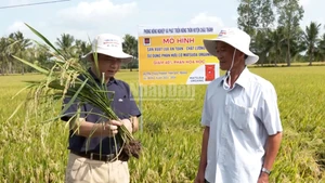 Farmers inspect the growth of rice plants. (Photo: VAN UT-TUNG ANH)