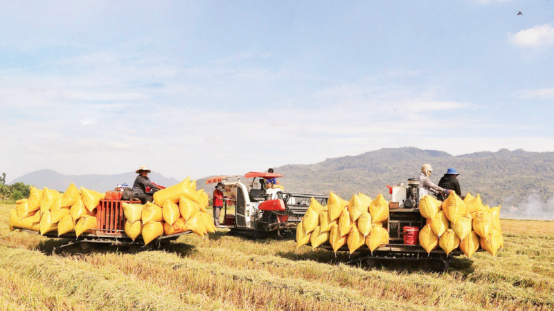 Rice harvest on a large-scale field in An Giang Province. (Photo: ANH MINH)