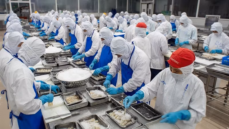 Processing seafood for export at the Coastal Economic Development Company (Cofidec) in the former Ho Chi Minh City area.