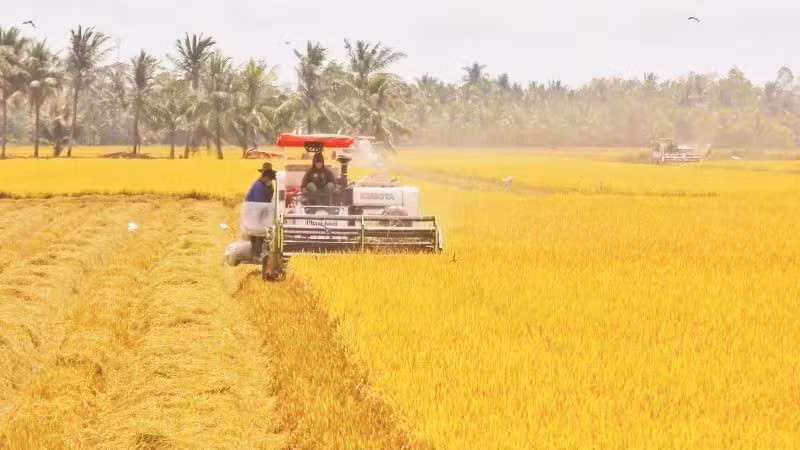 Farmers harvest rice in Vinh Thuan Dong Commune, Can Tho City. (Photo: VNA)