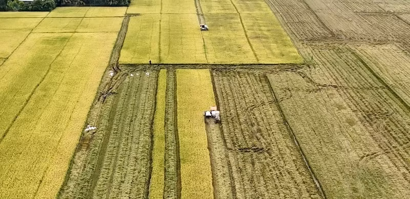 Harvesting rice in the Mekong Delta (Photo: VNA)