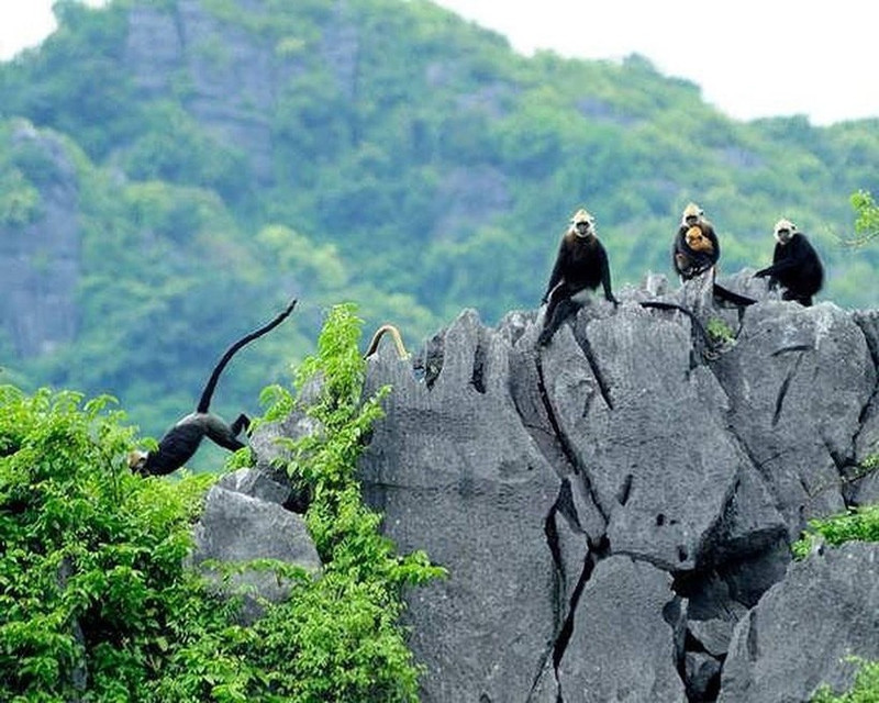 The success of the Cat Ba Langur Conservation Project is a welcome sign in the ongoing efforts to protect the environment within the Ha Long Bay–Cat Ba Archipelago World Heritage complex. (Source: Cat Ba National Park)