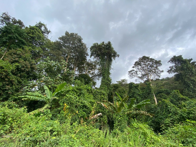 Forests play an important role in the strategy to achieve net-zero emissions (Net Zero).