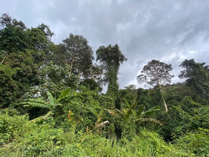 Forests play an important role in the strategy to achieve net-zero emissions (Net Zero).