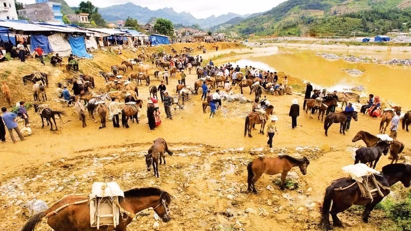 A corner of the horse-trading area at the Bac Ha market (Lao Cai).