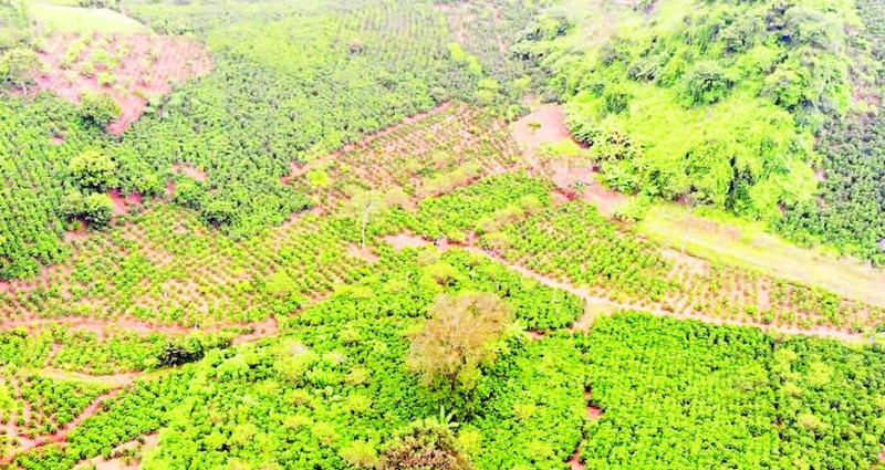 With more than 24,000 hectares under cultivation, and an estimated output of nearly 38,000 tonnes of coffee beans, coffee has firmly established itself as a major crop of Son La. (Photo: nhandan.vn)