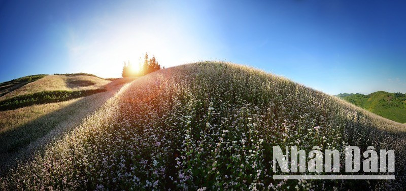The buckwheat flower fields remain a striking attraction for visitors to Ha Giang. (Photo: VU LINH)