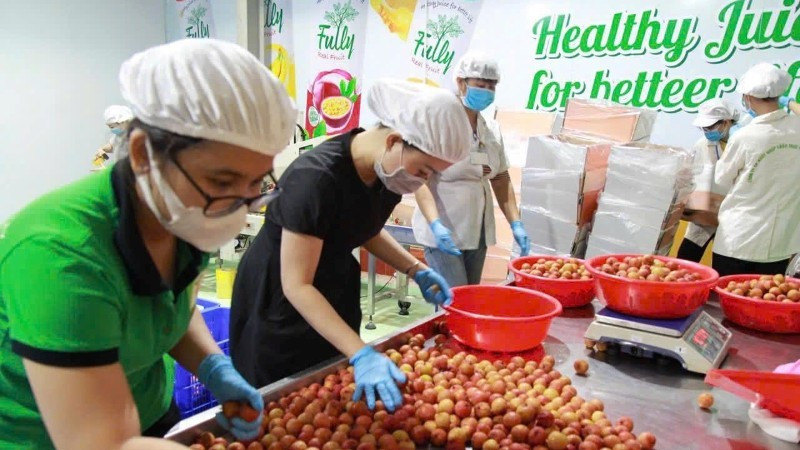 Pre-processing lychee for export at Chanh Thu Fruit Import-Export Group Joint Stock Company. (Photo: MINH ANH)