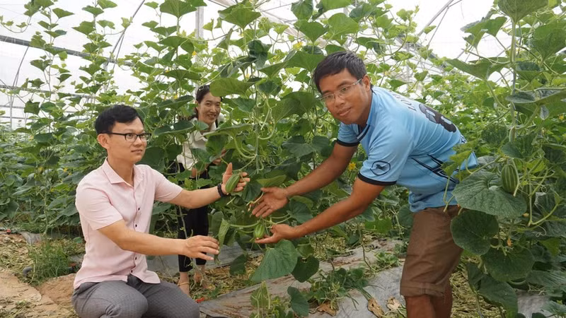 Tran Xuan Dang (right) introduces the growth mechanism of melon plants. Photo: VAN HOC