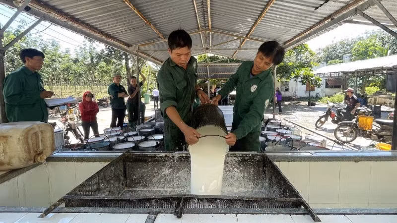 Workers collect latex at a production team of Tan Bien Rubber Joint Stock Company.