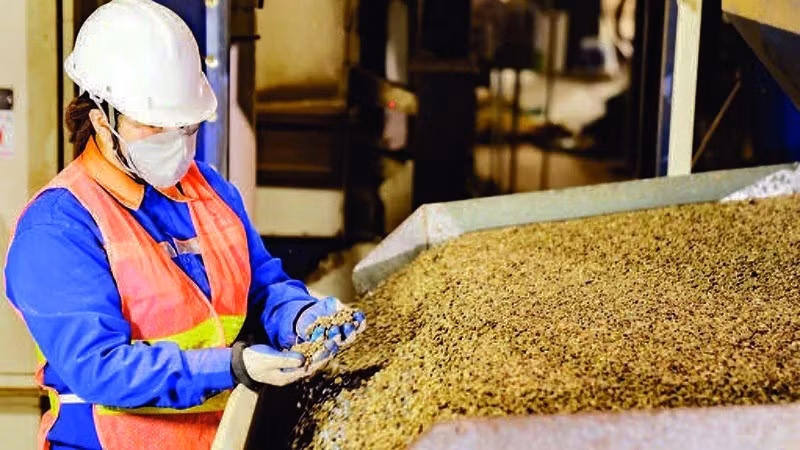 Controlling the quality of exported coffee at Dak Lak September 2 Import-Export Company Limited. (Photo: MINH ANH)