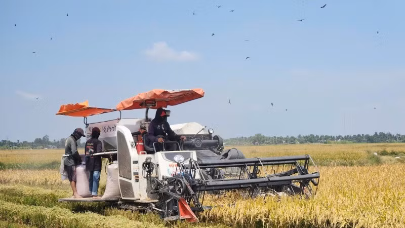 Farmers in the Long Xuyen Quadrangle harvest rice. (Photo: nhandan.vn)