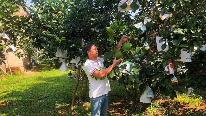 People in Phu Tho Province tend pomelo trees. (Photo: nhandan.vn)