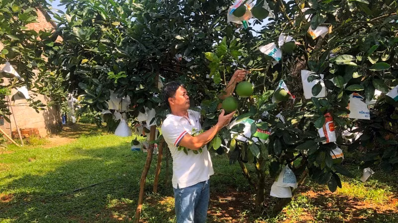People in Phu Tho Province tend pomelo trees. (Photo: nhandan.vn)