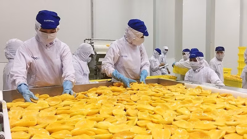 Fruit processing at Tanifood factory, Go Dau District, Tay Ninh Province. (Photo: nhandan.vn)