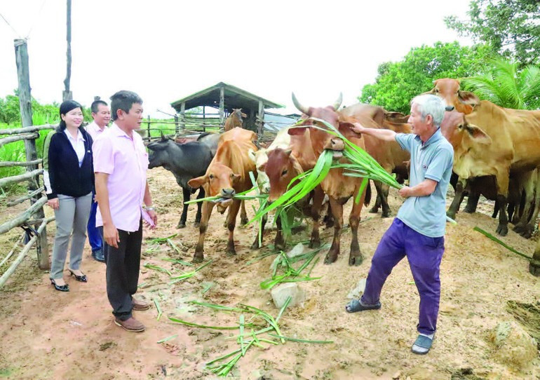 Cattle-raising model supported by policy credit loans in the border commune of Ia Lop, Dak Lak Province. (Photo: HOAI BAO)