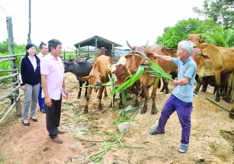 Cattle-raising model supported by policy credit loans in the border commune of Ia Lop, Dak Lak Province. (Photo: HOAI BAO)