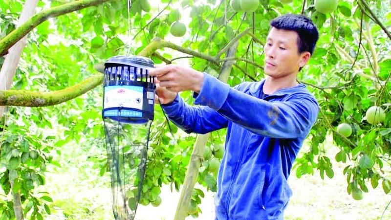 Farmers in Xuan Van Commune, Tuyen Quang Province, using traps to control pests in Soi Ha pomelo orchards. (Photo: nhandan.vn)