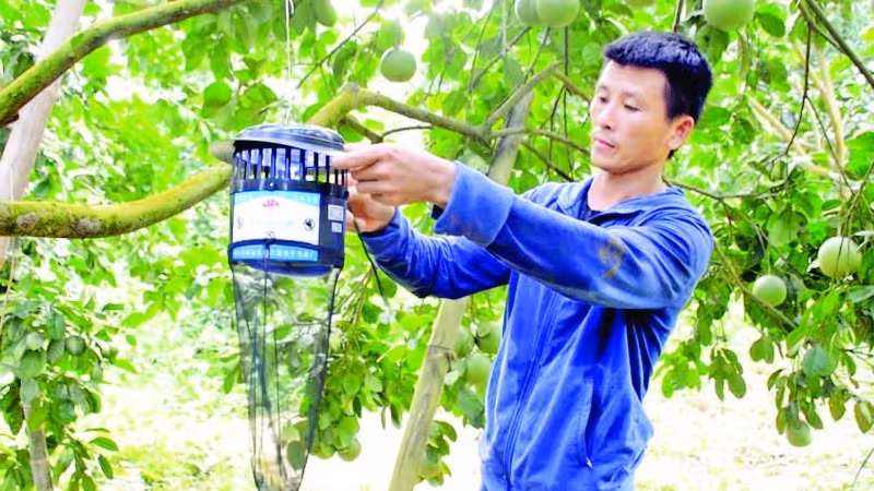 Farmers in Xuan Van Commune, Tuyen Quang Province, using traps to control pests in Soi Ha pomelo orchards. (Photo: nhandan.vn)