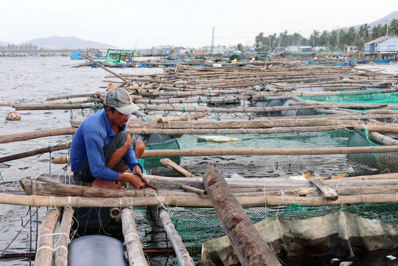 Aquaculture farmers in Cu Mong lagoon (Dak Lak Province) work to rebuild cages and rafts to raise the few fish that survived the storm, while preparing for a new season. (Photo: VNA)